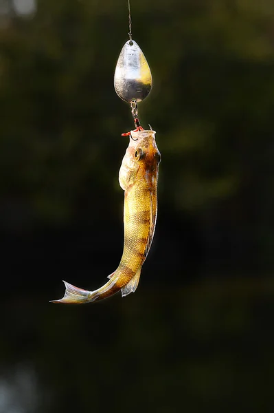 Pego Perch com a atração giratória pendurada sobre a água — Fotografia de Stock