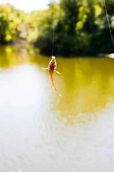 Der gefangene Fisch hängt an einer Drehung über dem Wasser — Stockfoto