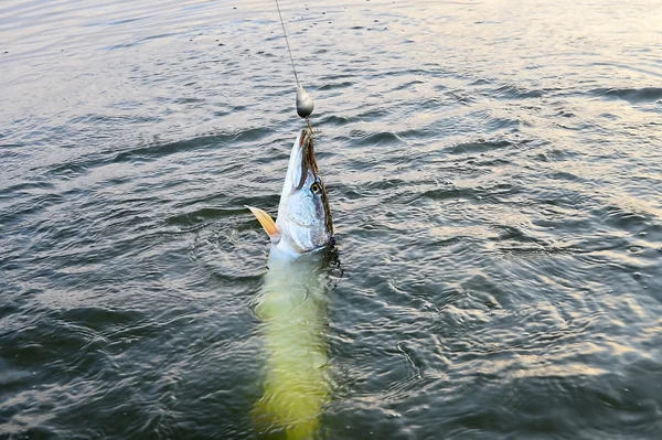 Spinning lucio atrapado en una cuchara en su boca — Foto de Stock