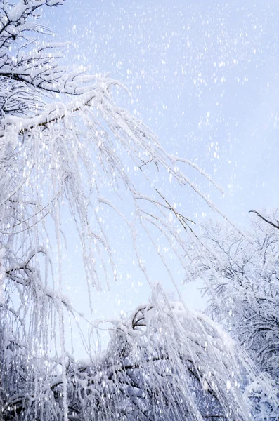 Underifrån på hängande pilgrenar på is i snö. — Stockfoto