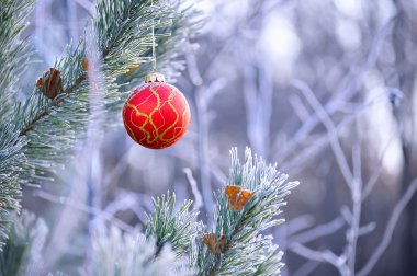 Köknar ağacı üzerinde küre kırmızı asmak yakın çekim