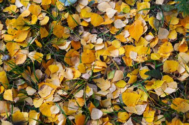 Doğal arka plan sarı sonbahar yaprakları 