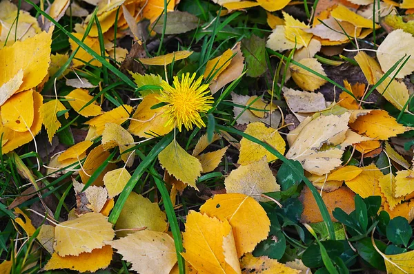 Fondo natural de hojas amarillas de otoño — Foto de Stock