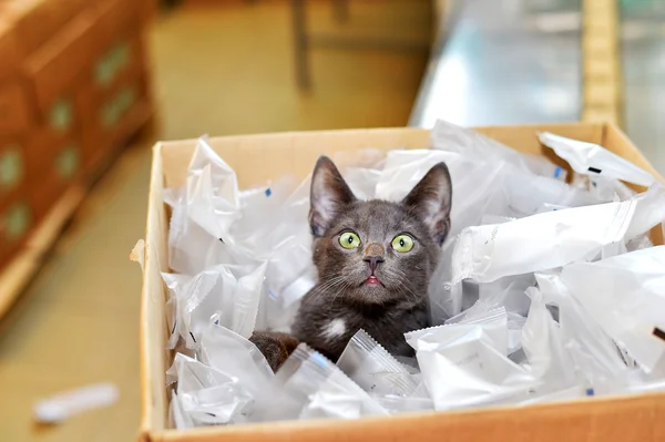 Homeless cat sitting in a cardboard box including plastic packag — Stock Photo, Image