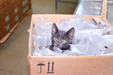 Kara kedi çanta aslında Ambalaj dahil olmak üzere bir karton kutunun içinde oturan