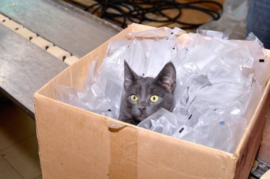Kara kedi çanta aslında Ambalaj dahil olmak üzere bir karton kutunun içinde oturan
