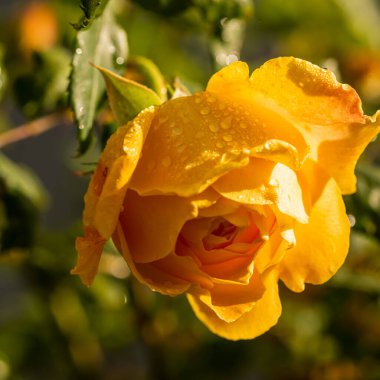 A delicate yellow rose blooming in late autumn, covered with morning dew drops on its petals. Captures the fragile beauty of late-season flowers, the freshness of early morning, and the soft autumn atmosphere. 