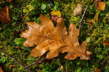 A single brown autumn leaf lying on green grass. Symbol of the changing seasons and natural decay, representing the quiet beauty of autumn and the passage of time. Perfect for seasonal, environmental, or contemplative concepts.