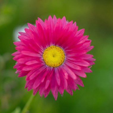 Yumuşak, bulanık yeşil bir arkaplan karşısında keskin odaklı canlı koyu pembe bir çiçek. Zengin yapraklar ve sessiz yeşillikler arasındaki zıtlık çiçeklerin güzelliğini ve detaylarını vurguluyor..