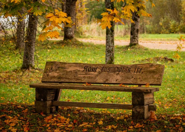 Dışarıda bir ahşap bank, düşmüş sonbahar yapraklarıyla çevrili. Sahne huzurlu, yansıtıcı bir atmosferi çağrıştırıyor, sonbaharda bir parkın sessiz güzelliğini yakalıyor..