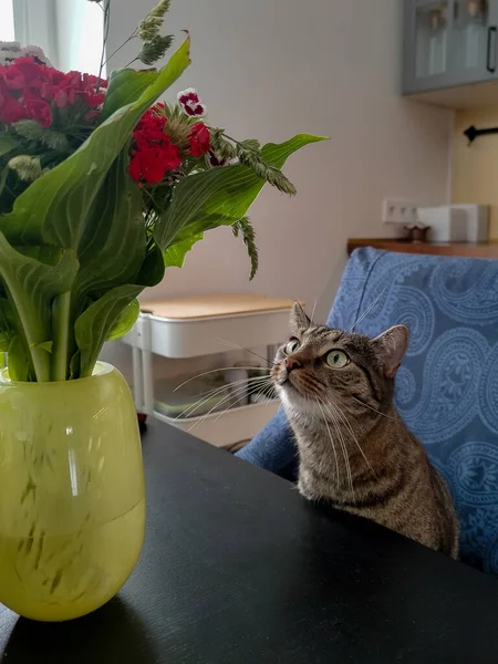 Evcil bir kedi masada oturuyor ve vazodaki bir buket çiçeğe geniş gözlerle bakıyor. Konforlu ev atmosferi, doğal ışık ve yaşam tarzı, evcil hayvan veya iç temalı görseller için mükemmel bir merak dokunuşu..