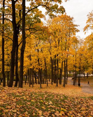 Sonbaharda şehir parkı altın yapraklarla çevrili. Sıcak ışık ve canlı sonbahar renkleriyle huzurlu bir atmosfer..