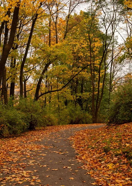 Sonbaharda şehir parkı altın yapraklarla çevrili. Sıcak ışık ve canlı sonbahar renkleriyle huzurlu bir atmosfer..