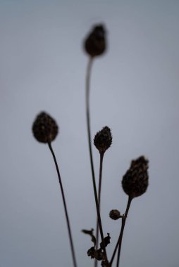 Yumuşak, sessiz bir arka planda kurumuş, minimalist kurumuş yabani bitkilerin silüeti. Yüzeyin sığ derinliği ve bastırılmış tonlar, güzel bir sanatla sakin ve iç gözlemci bir kış atmosferi yaratır..