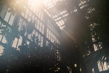 Güneş ışığı yemyeşil tropikal bitkilerle dolu bir seranın cam çatısından akıyor. Yumuşak ışık ve gölgeler sakin ve rüya gibi bir atmosfer yaratır. Botanik iç plan büyümeyi, doğayı, sükuneti ve uyumu sembolize ediyor..