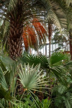 Bereketli tropikal yapraklar kapalı alanda, katmanlı palmiye yapraklarıyla yoğun, daldırıcı yeşil bir atmosfer, şekillerin ve dokuların doğal ritmi oluşturur..