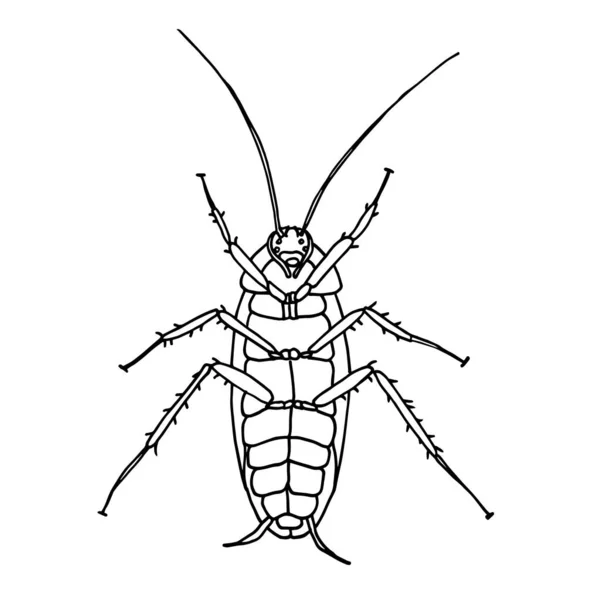 ゴキブリの害虫、ゴキブリの輪郭ベクトルイラストが腹を横たわっている. — ストックベクタ