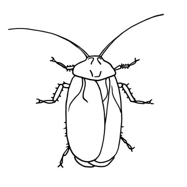 Hamamböceği haşere, hamamböceği çizimi, üst görünüm..