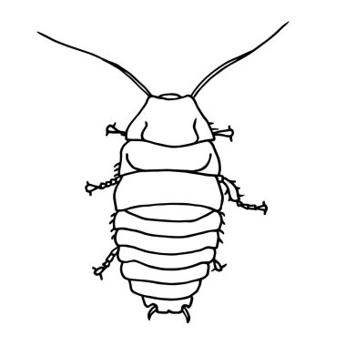 Hamamböceği haşere, hamamböceği çizimi, üst görünüm..