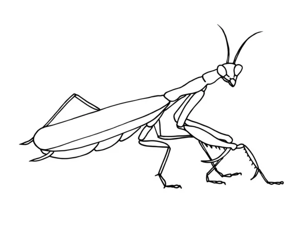 昆虫のカマキリは単純なベクトルベースのイラストです。. — ストックベクタ