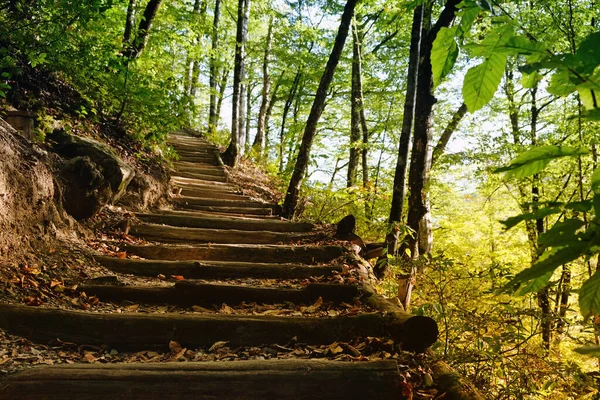 Wanderweg im Wald. Schritte zwischen den Bäumen, die zum Berg führen. Sotschi, Russland — Stockfoto