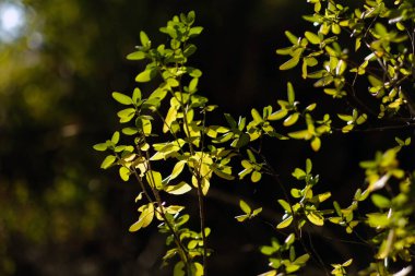 Açık mavi gökyüzüne karşı dairesel bir binanın çatısı. Rusya 'nın mimarisinin bir parçası