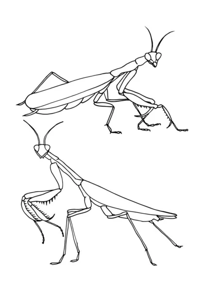 昆虫のカマキリのセットは、単純なベクトルベースのイラストです。. — ストックベクタ
