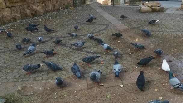 Um bando de pombos pica grãos no chão. Um bando de pombos da cidade pica pão na calçada em um dia ensolarado. — Vídeo de Stock