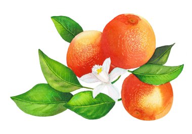 Beyaz arka planda portakal dalı, çiçek ve yaprak izole edilmiş. Suluboya çizimi