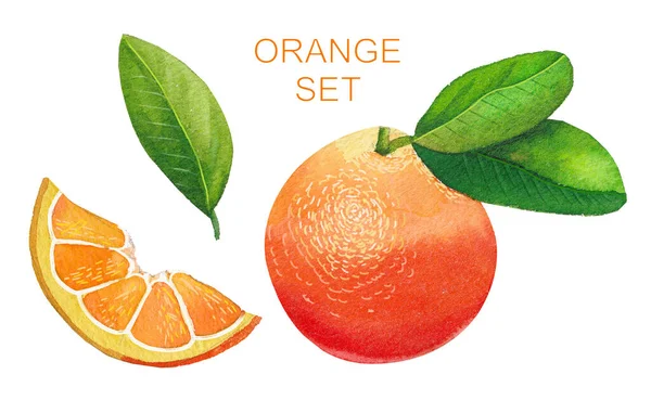 Set aus Orange, Nelken und Blatt isoliert auf weißem Hintergrund. Aquarellillustration — Stockfoto