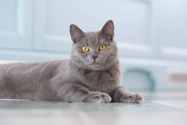 A young cute cat is resting on a wooden floor. British shorthair cat with blue-gray fur and yellow eyes — Stock Photo, Image