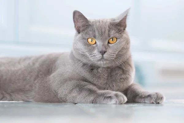 A young cute cat is resting on a wooden floor. British shorthair cat with blue-gray fur and yellow eyes — Stock Photo, Image