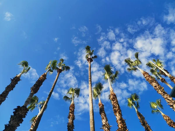 Palm pohon terhadap langit biru dengan awan, pandangan bawah — Stok Foto
