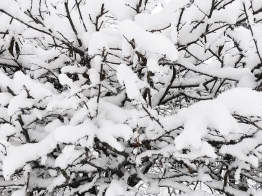 Karda kış ağacı dalları. Soğuk ülkelerde bir parça kış manzarası.
