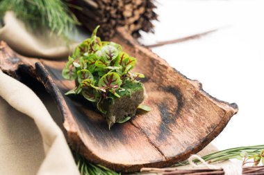 Mikro köy. Sorrel doğal bir substrat üzerinde. Mikro yeşillik ve köknar dallarının bileşimi