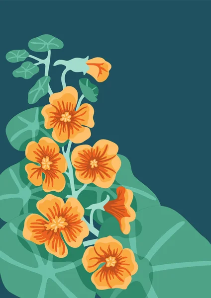 Квіткові Векторні Ілюстрації Контрастне Зображення Помаранчевих Квітів Настурції Темному Тлі — стоковий вектор