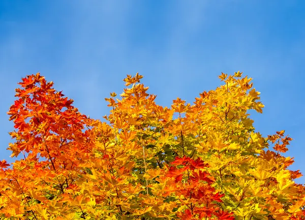 Colorful maple leafs — Stock Photo, Image