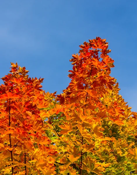 Kleurrijke maple leafs portret — Stockfoto
