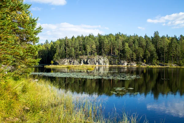 Forest pond reflections — Stock Photo, Image