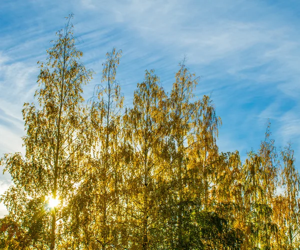 Gele herfst berken tegen de zon — Stockfoto