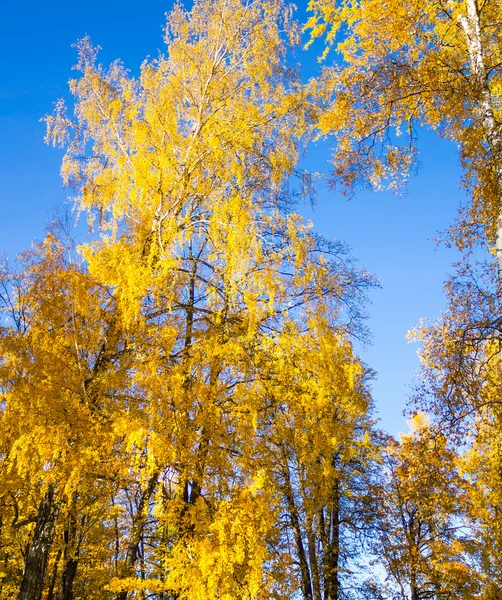 Zářivě žlutá birch Les — Stock fotografie