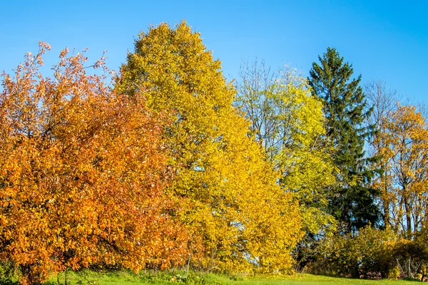 Helder gekleurde herfst bos — Stockfoto