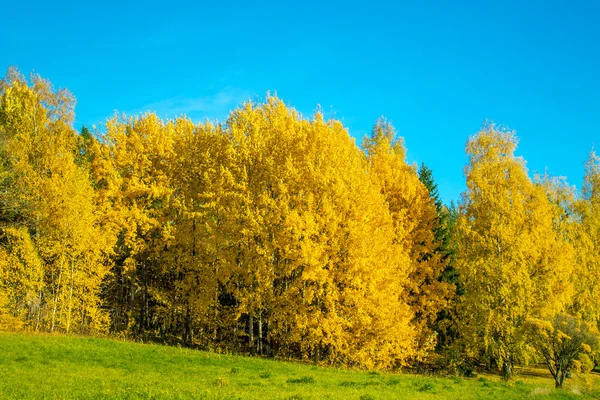 Ljusa gula höst skog Stockbild