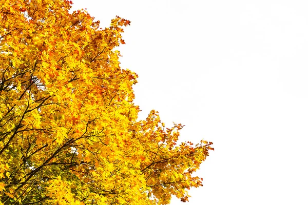 Herfst gekleurde maple boomtakken — Stockfoto