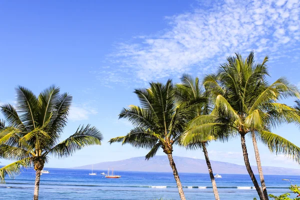 Palm trees against blue sky and ocean — Stock Photo, Image