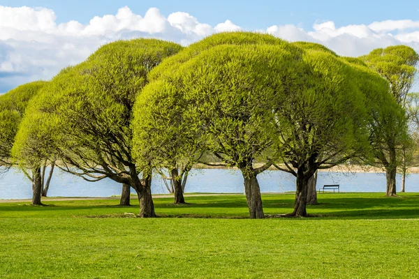 Vista sul parco con alberi verdi lussureggianti — Foto Stock