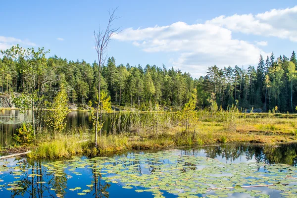 Водні лілії в лісовому ставку — стокове фото