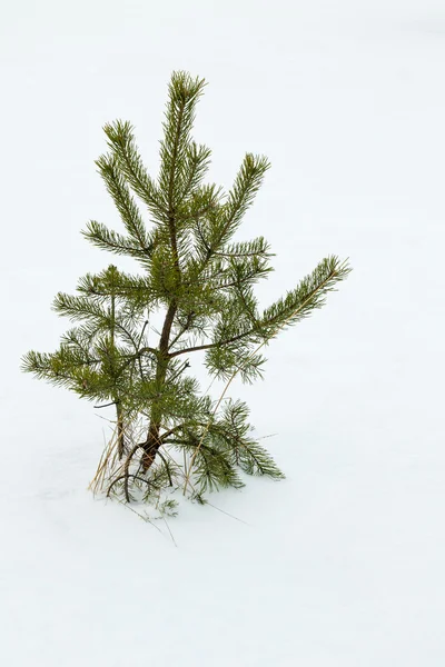 Planta de pino creciendo sobre nieve blanca — Foto de Stock