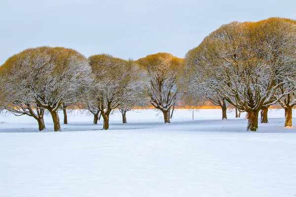 Frostiga sprött willows i en snöig park — Stockfoto