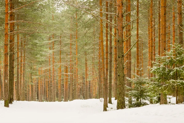 Kruis land skiën wandelpad in het bos Stockfoto